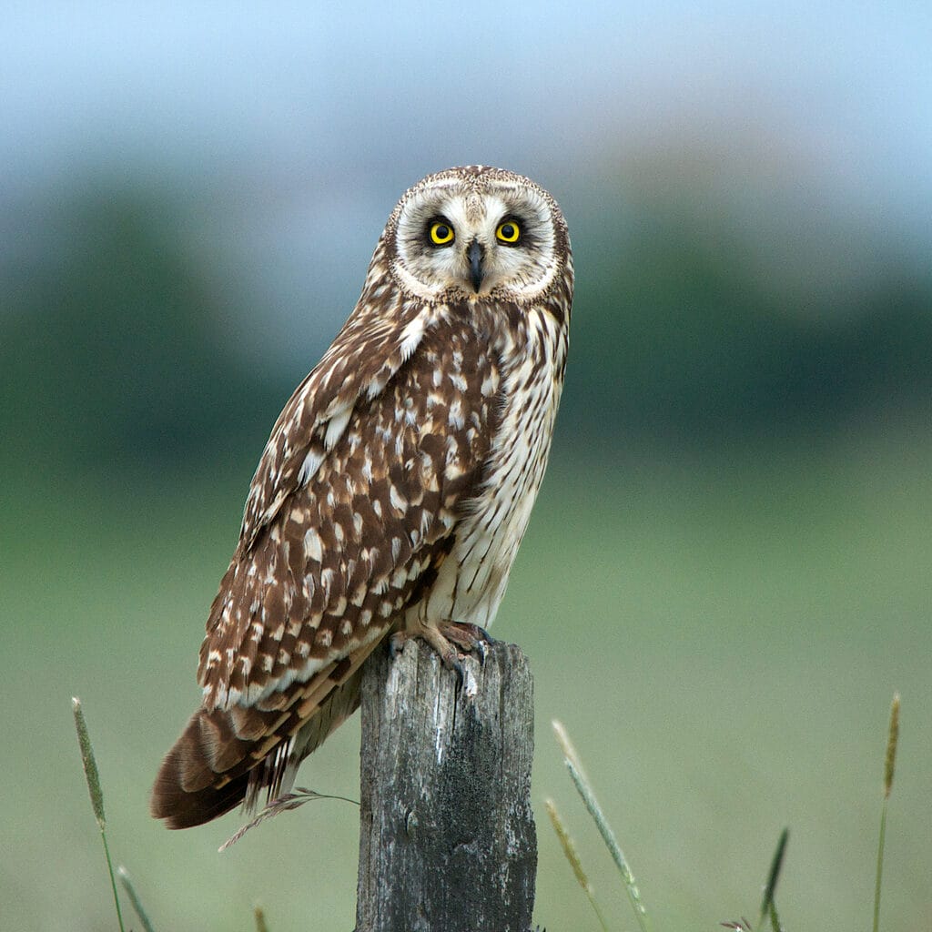 short eared owl on a post