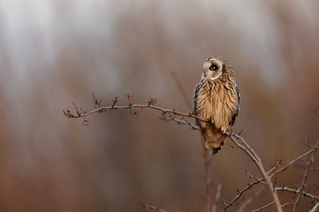short-eared owl on branch