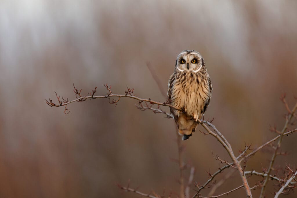 short-eared owl