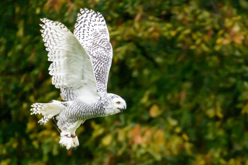 snowy owl flying fast