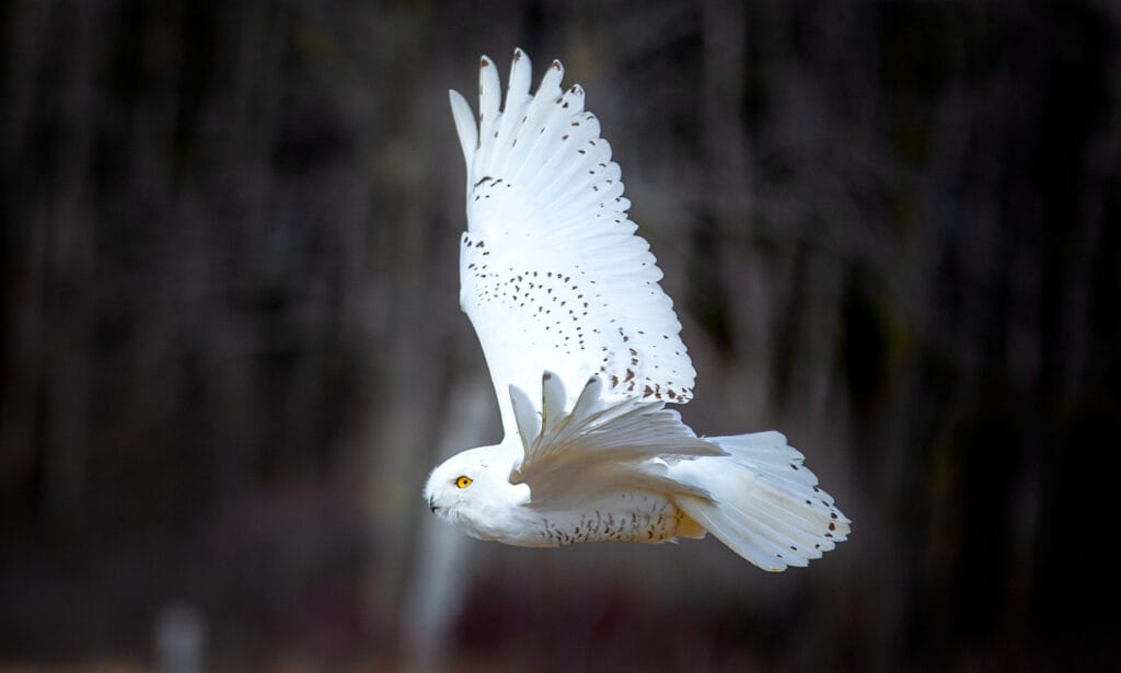 snowy owl flying in colorado