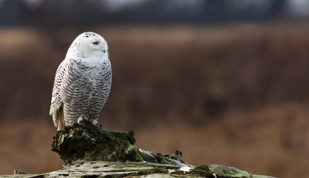 Snowy Owl in washington
