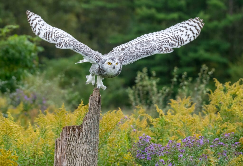 snowy owl taking off from log