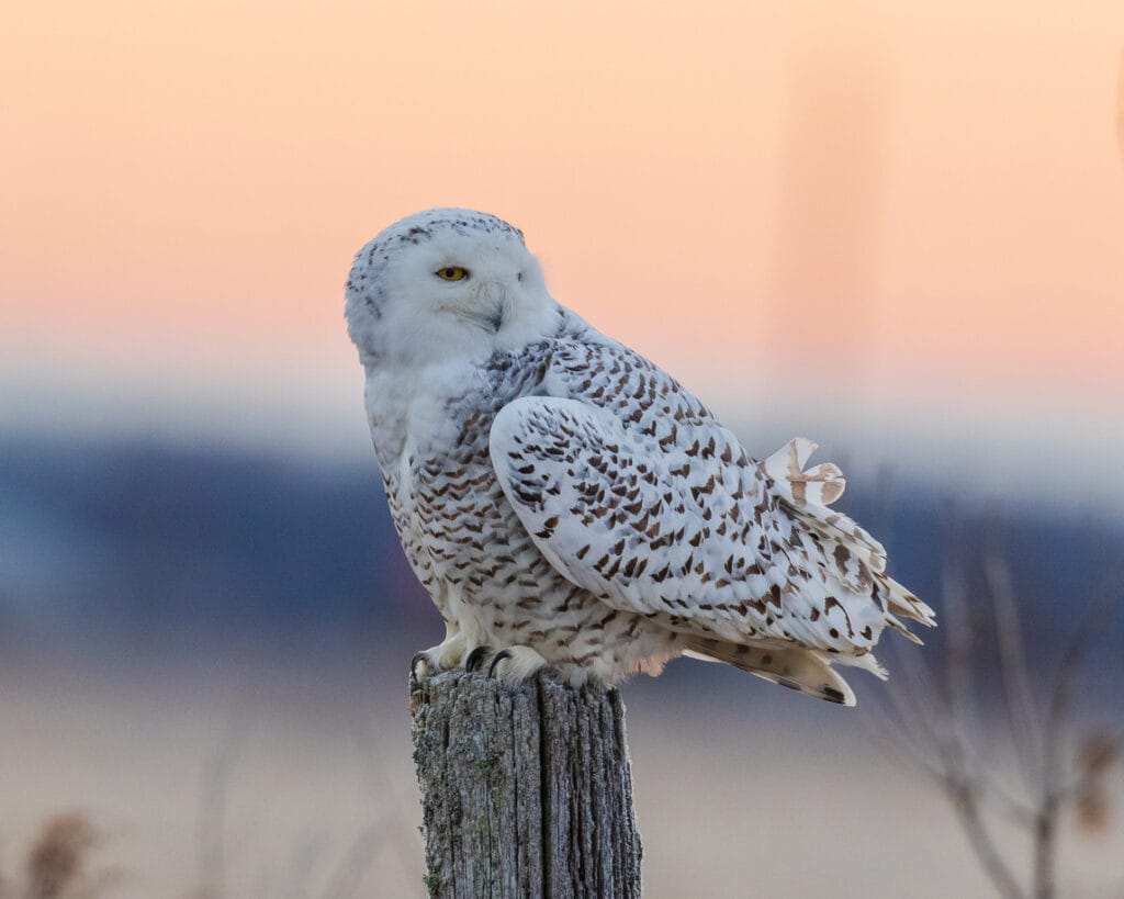 snowy owl with sunset