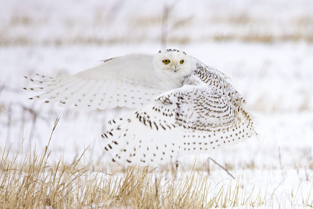 snowy owl taking off