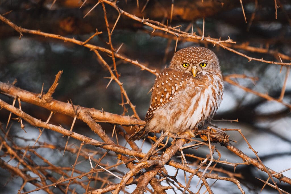 spotted owl in washington state