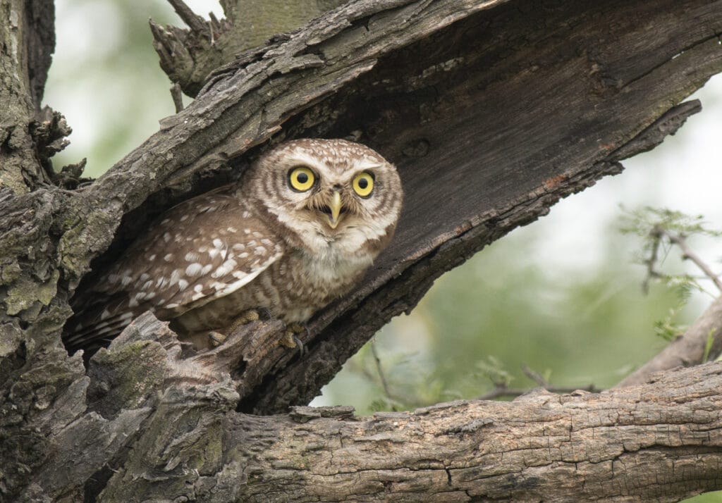 spotted owl in a tree