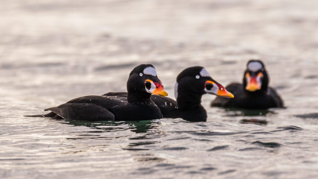 surf scoter