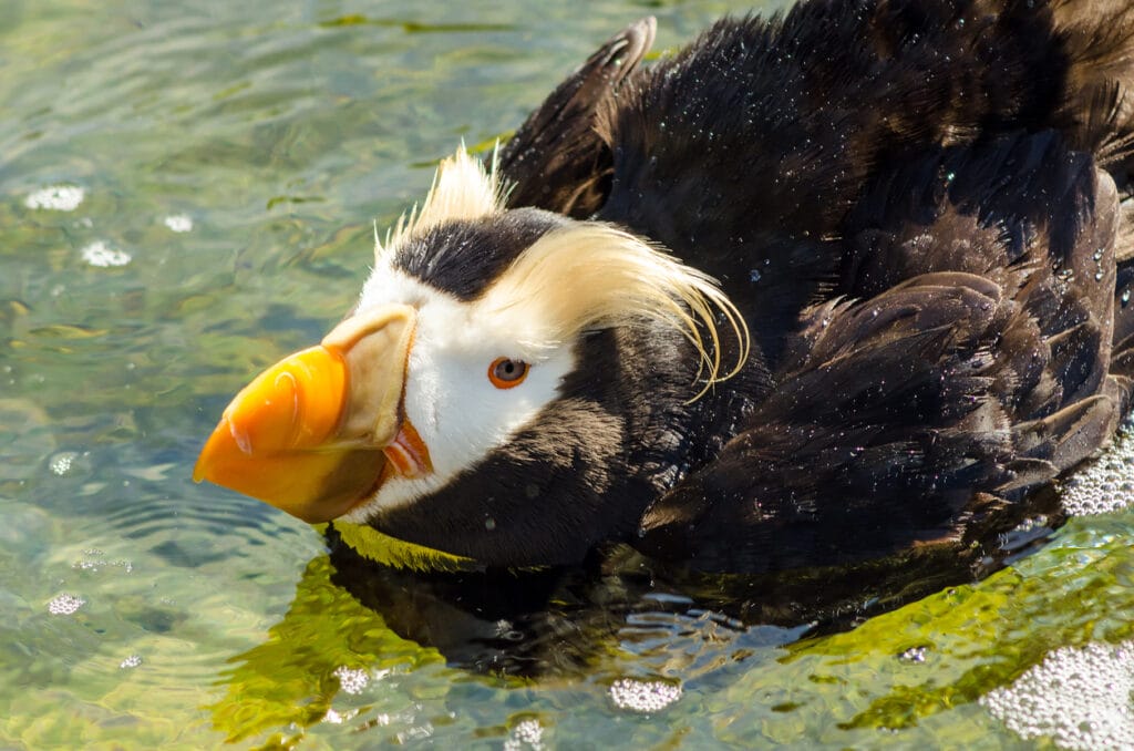 tufted puffin close up