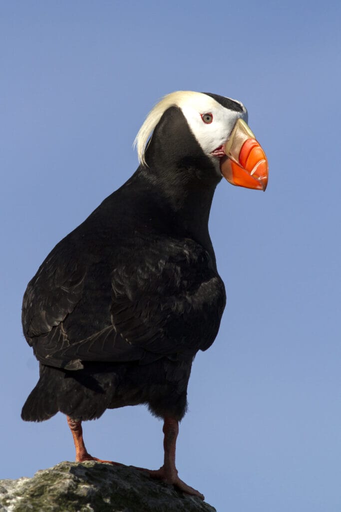 tufted puffin standing