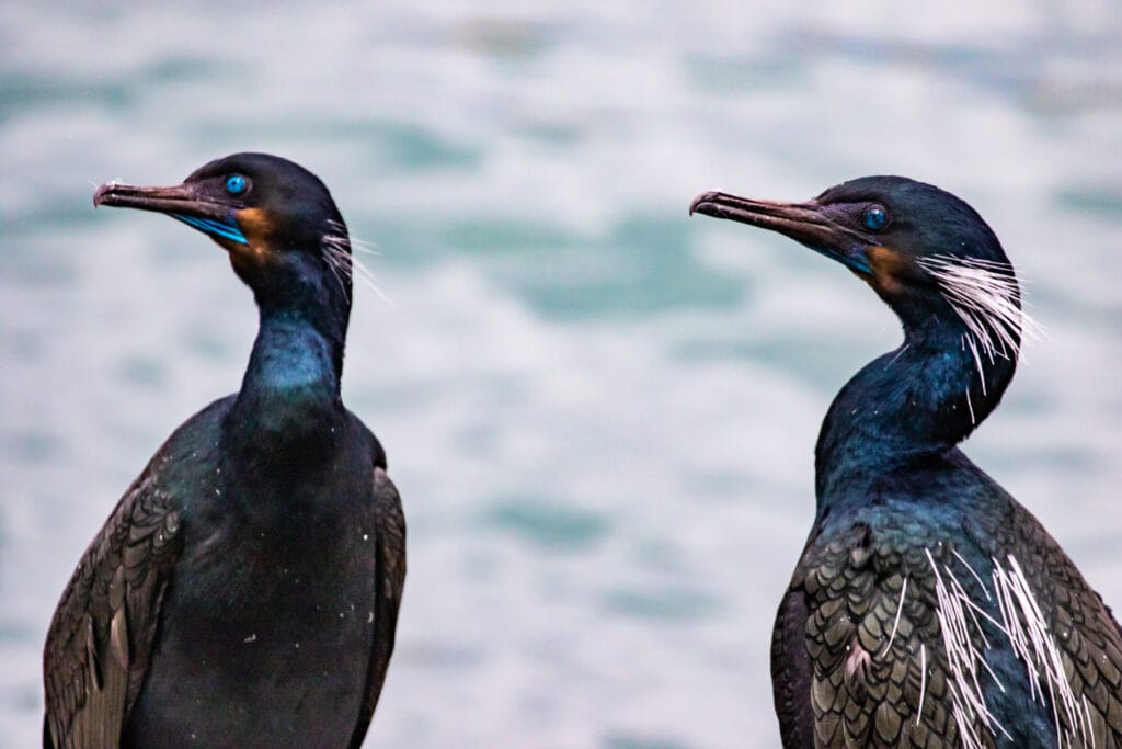 two Brandt's Cormorant