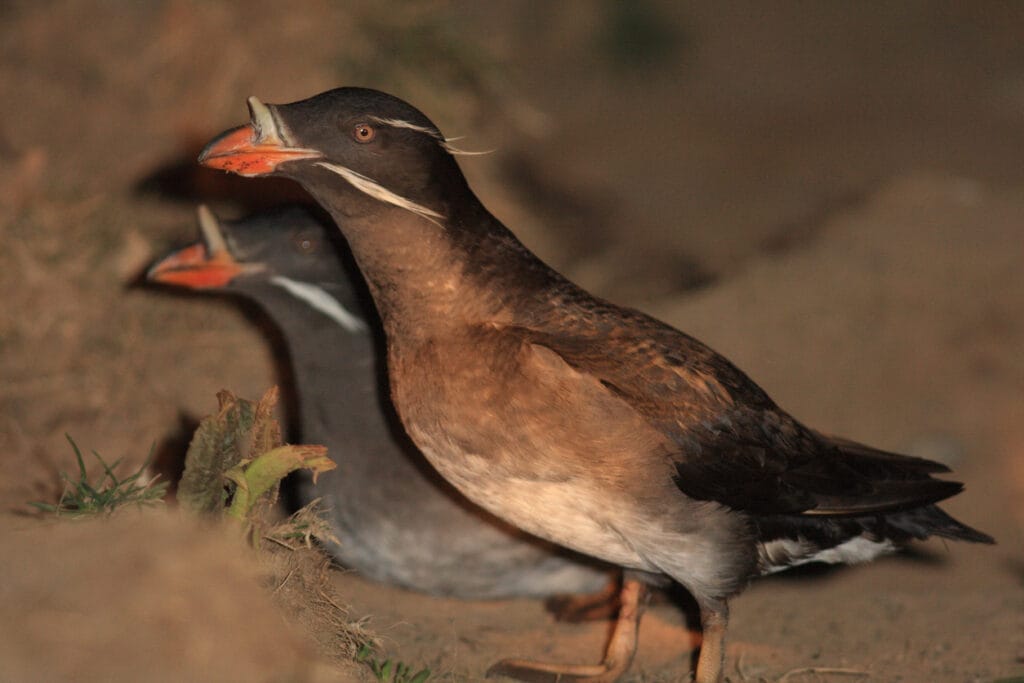 two Cassin’s Auklet