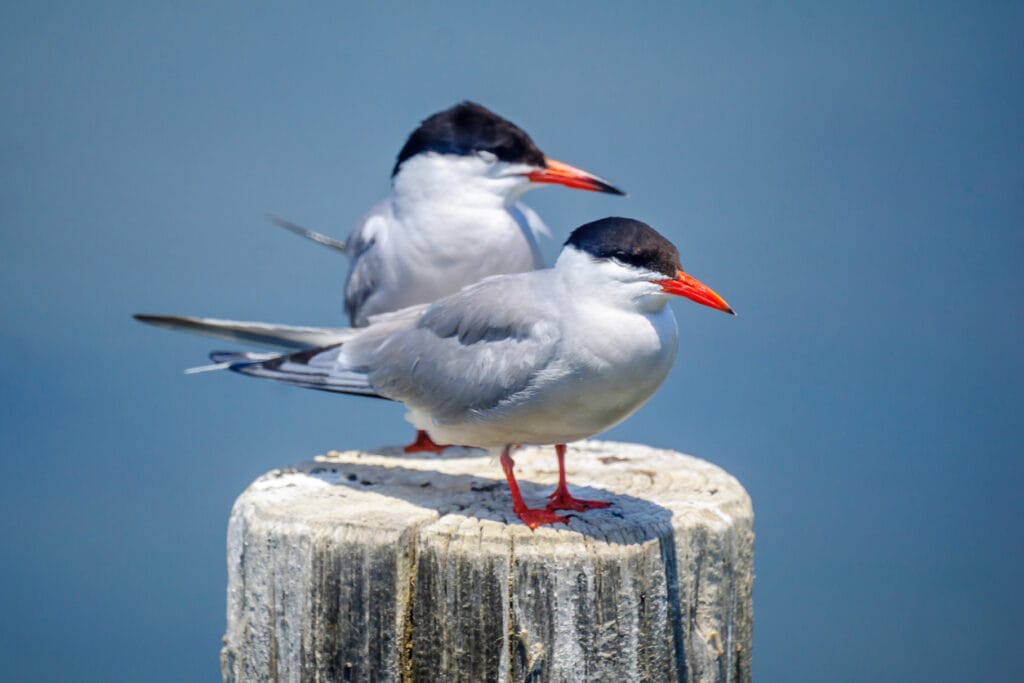 two common terns