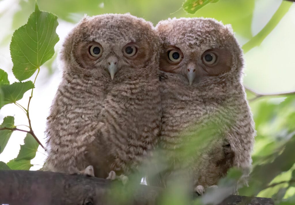 two eastern screech owls