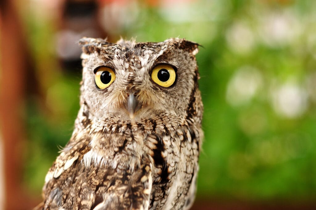western screech owl close up