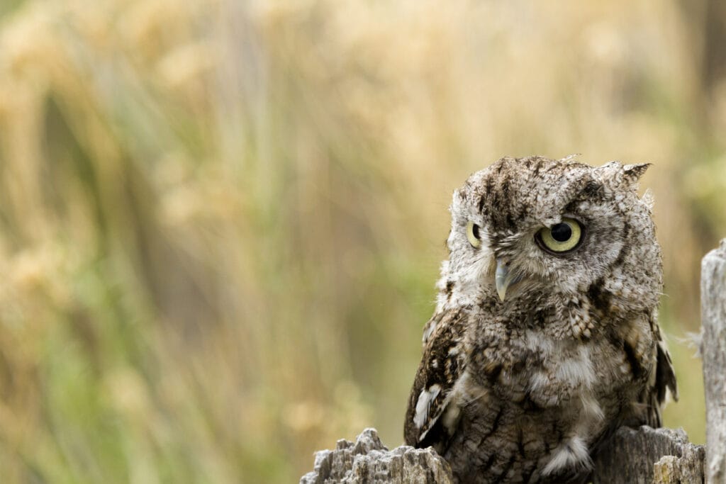 Western Screech Owl