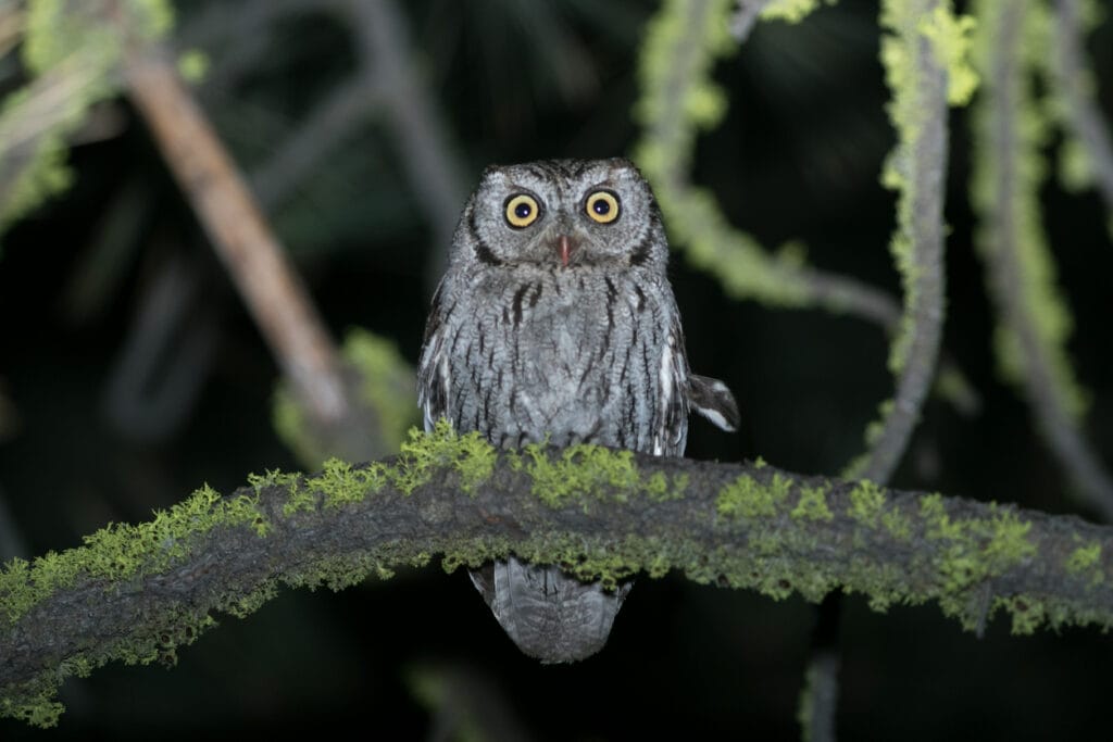 western screech owl in california