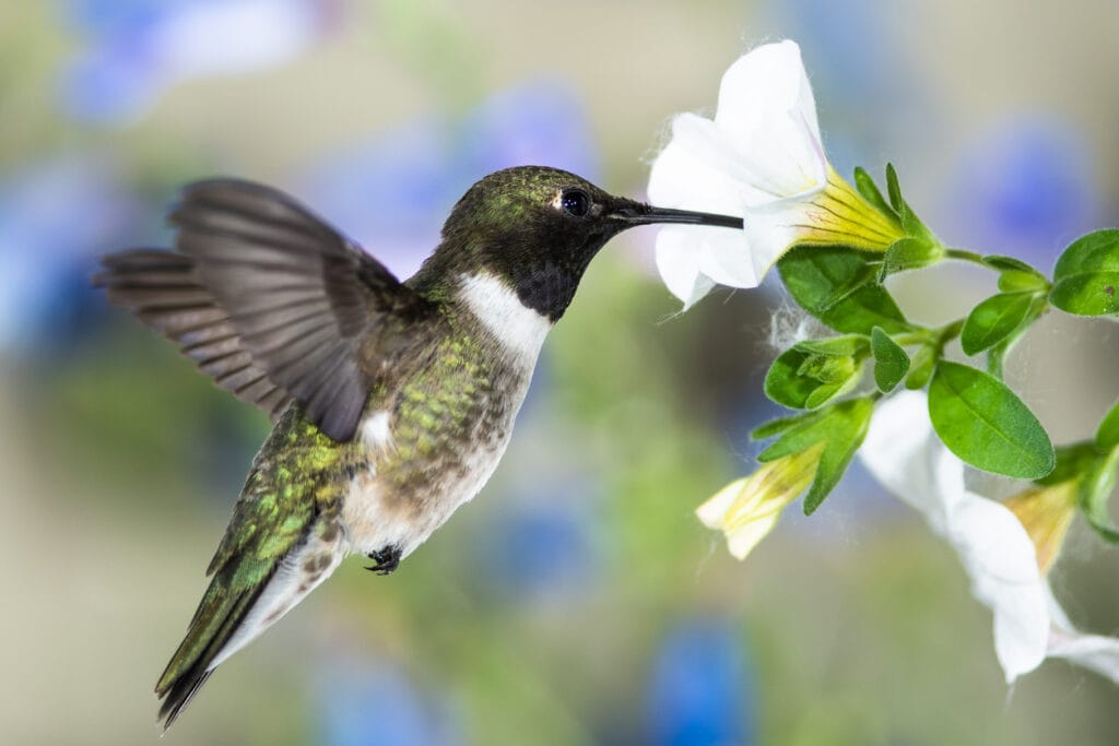 Black-Chinned Hummingbird Searching for Nectar Among the White Flowers