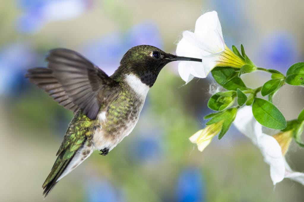 Black-Chinned Hummingbird in Georgia