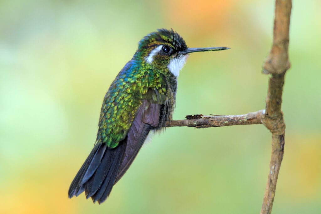 Blue-throated Mountain-gem perched