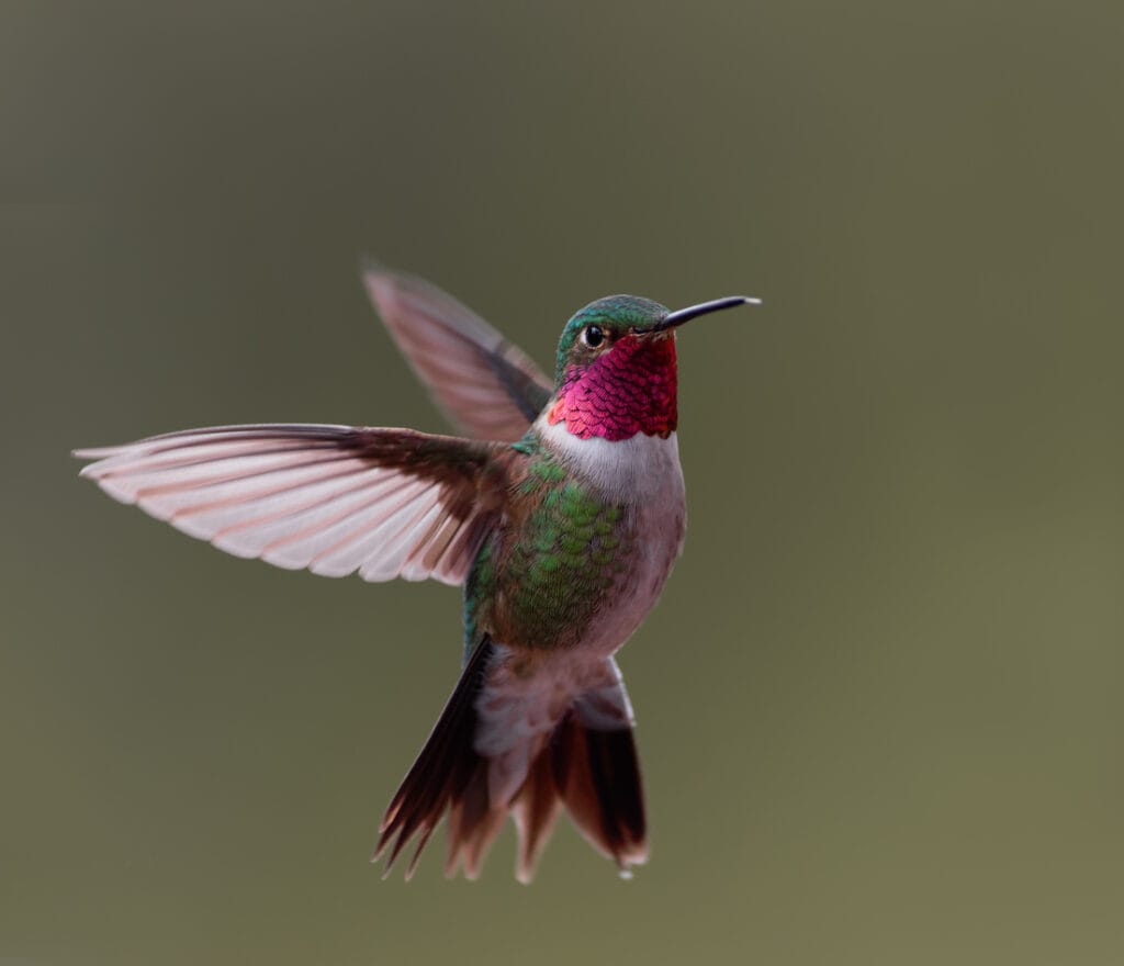 Broad-tailed Hummingbird in colorado