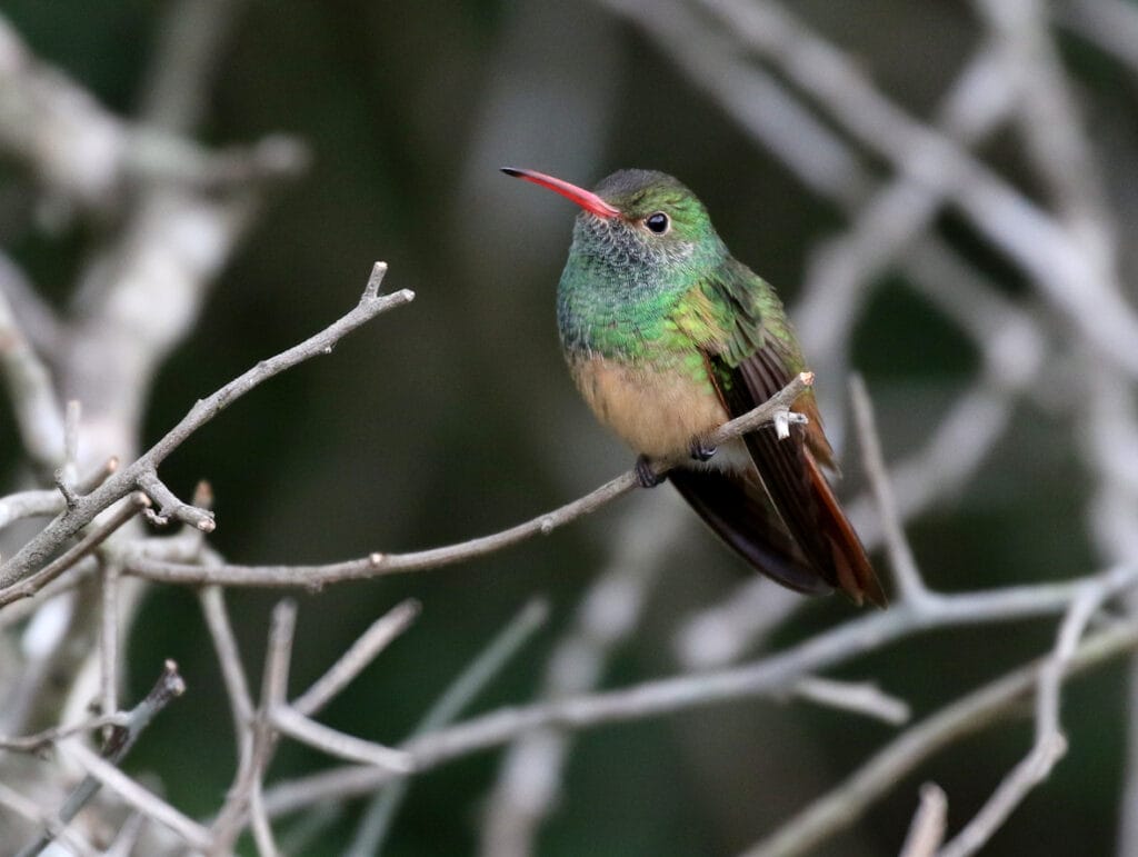 Buff-bellied Hummingbird