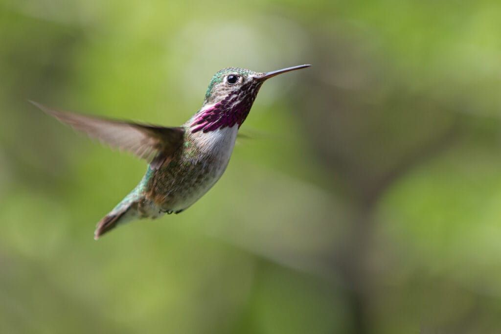 Calliope Hummingbird hovering