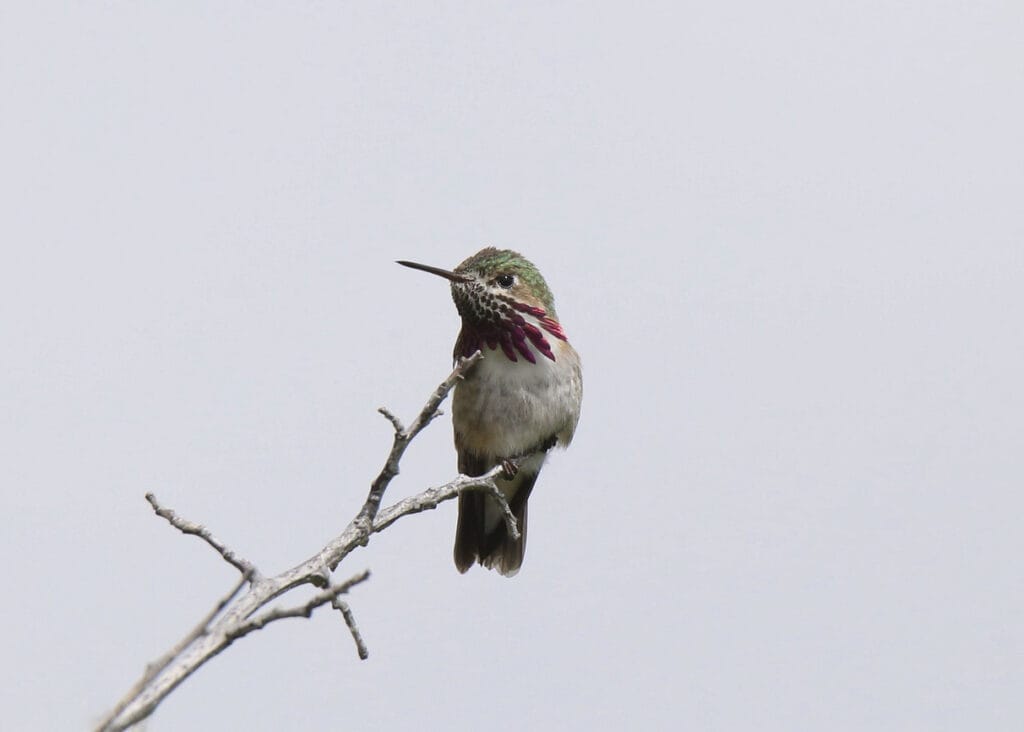 Calliope Hummingbird sitting