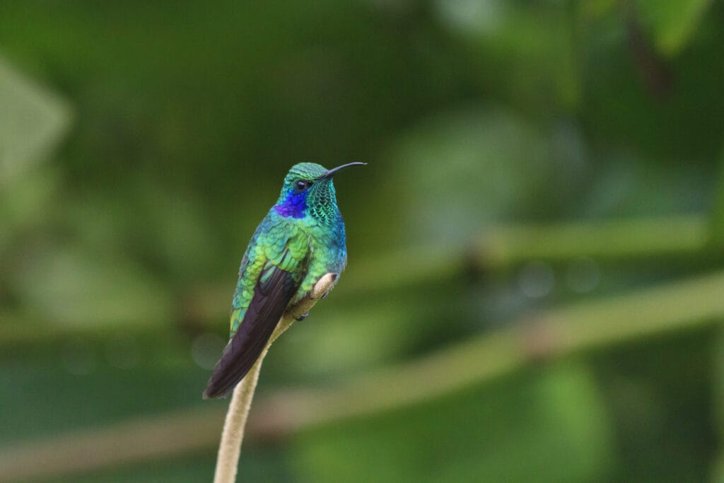 Green Violet-Ear Hummingbird perched