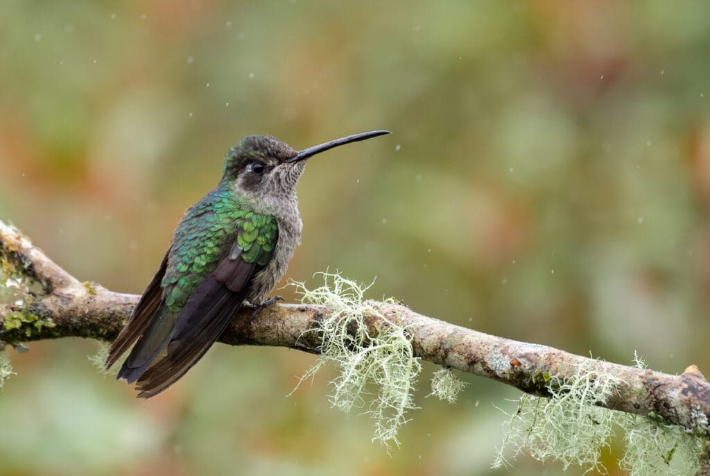 Green Violetear Hummingbird sitting