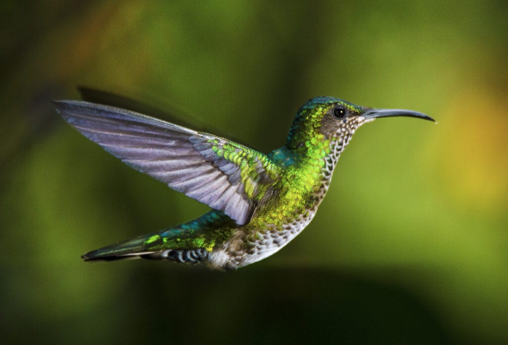 green breasted mango