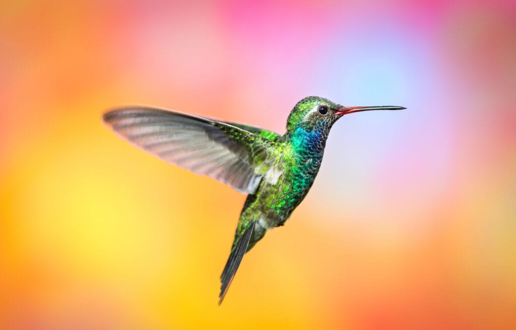 Green-violet-eared Hummingbird in Tennessee