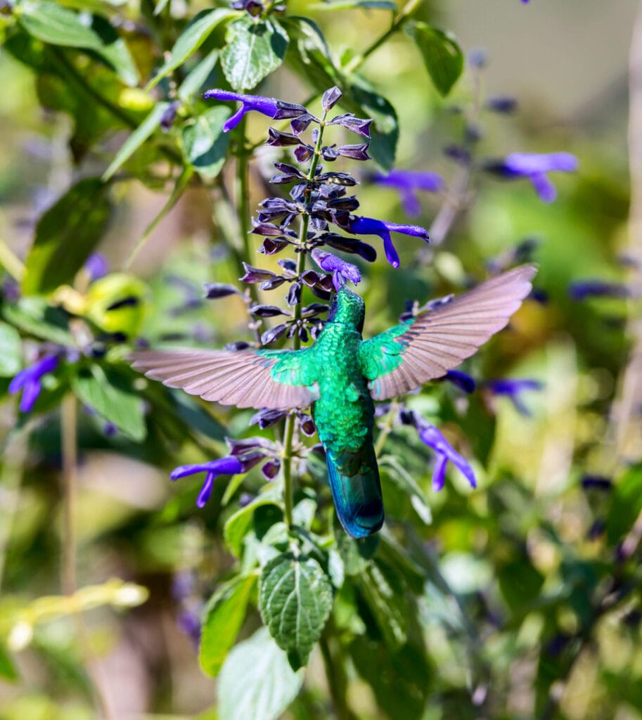 Mexican Violetear flying