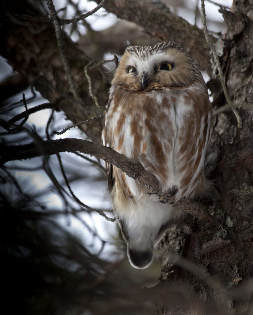 Northern Saw-Whet Owl on tree
