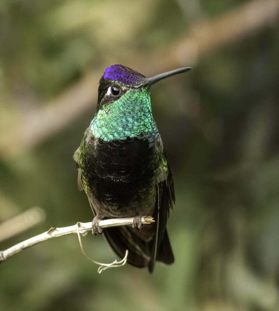 Rivoli's Hummingbird in colorado