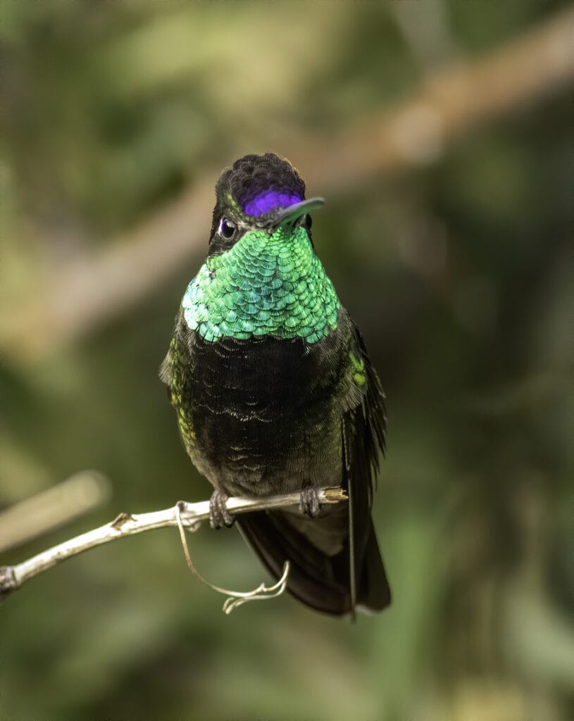 Rivoli’s Hummingbird perched