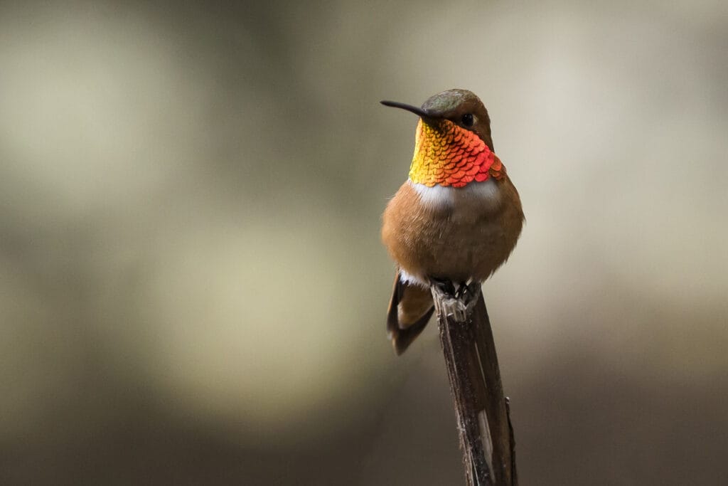 Rufous humming bird close up on a branch