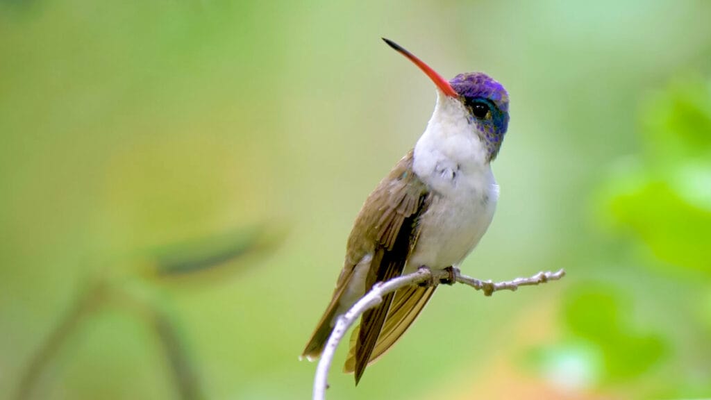 Violet-Crowned Hummingbird perched