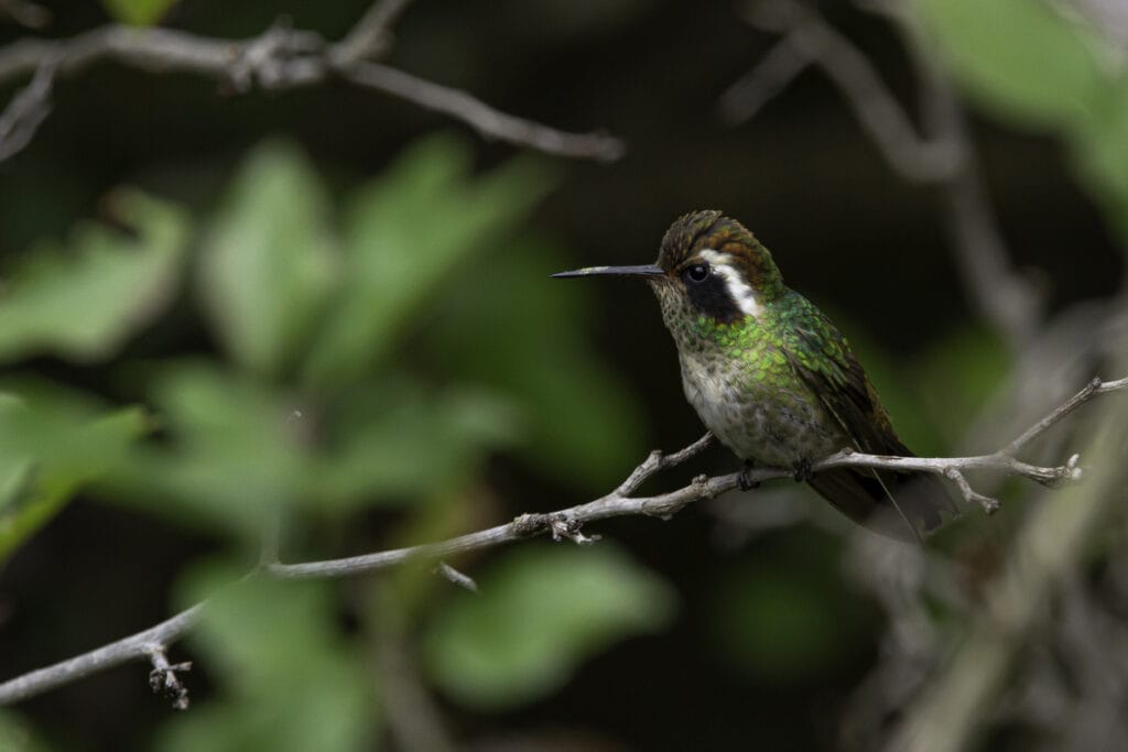 White-eared Hummingbird perched