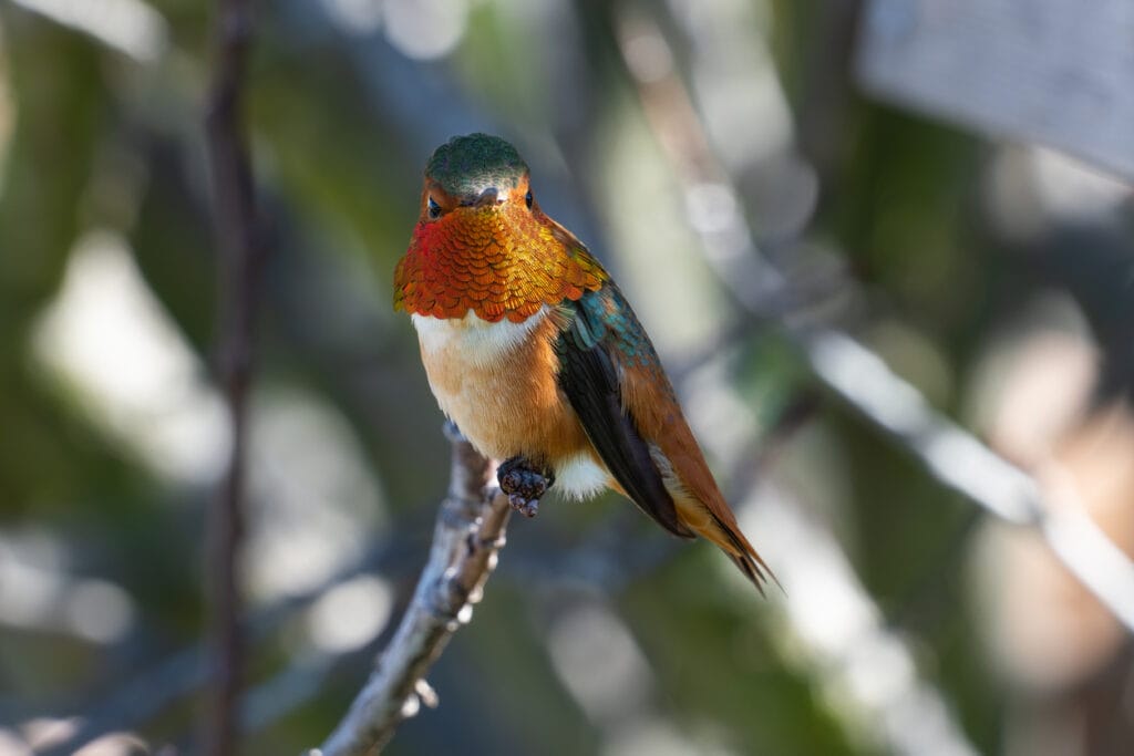 allens hummingbird
