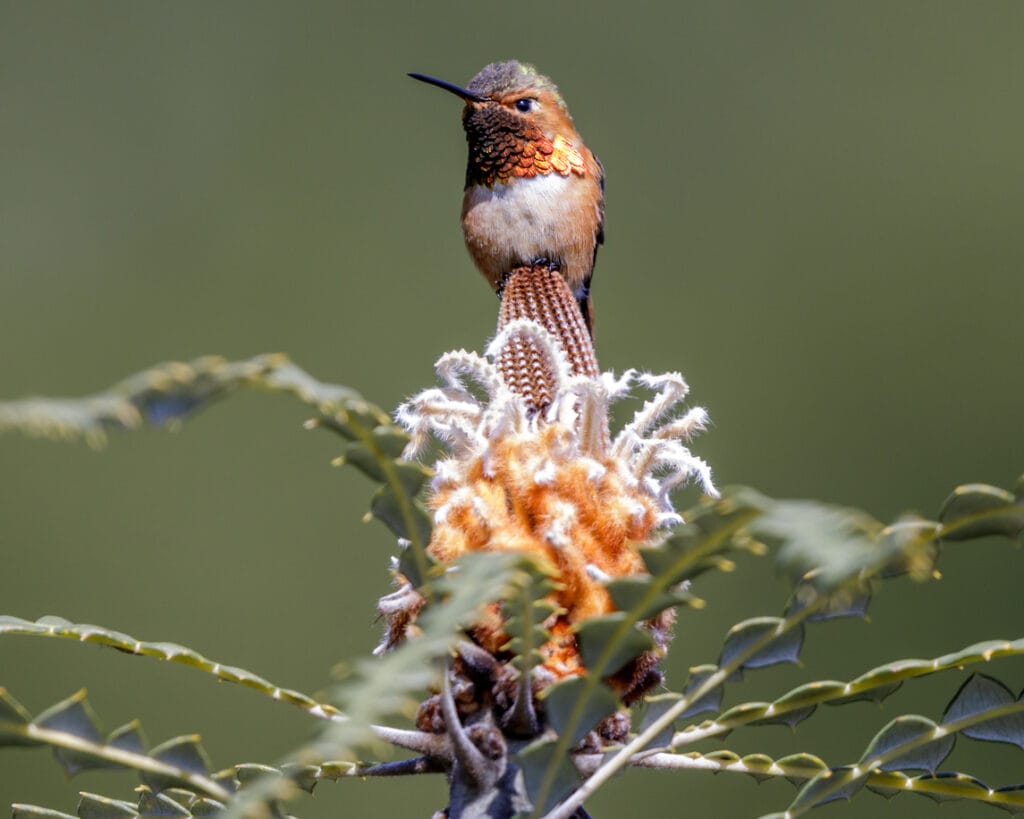 allens hummingbird close up