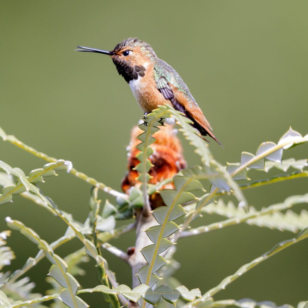 allens hummingbird on plant