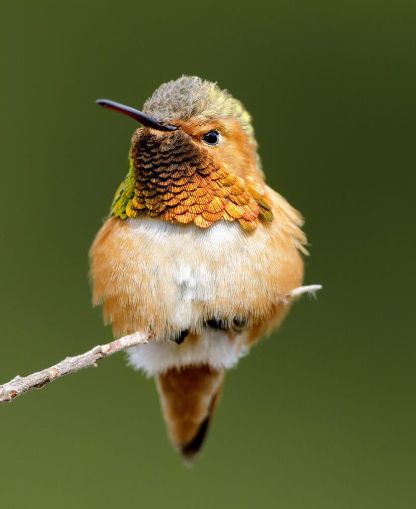 Allen's Hummingbird adult male perched on shrub stem