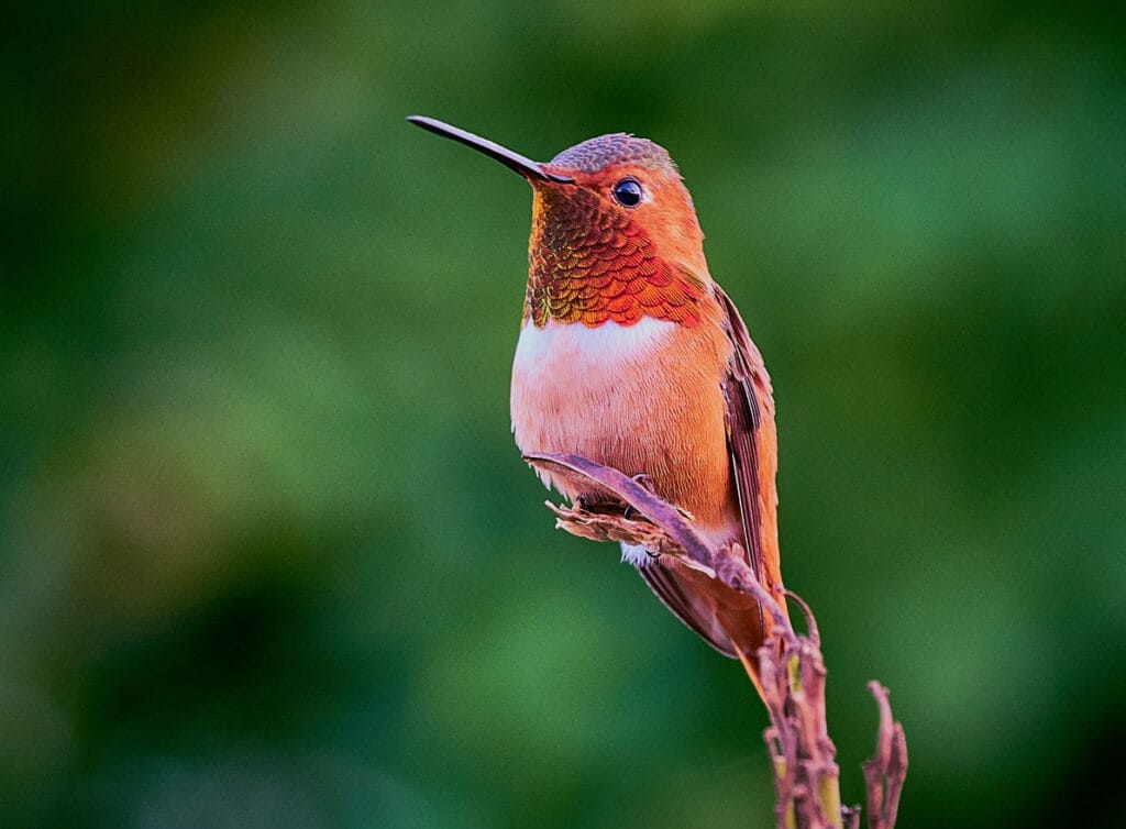 allens hummingbird on stick