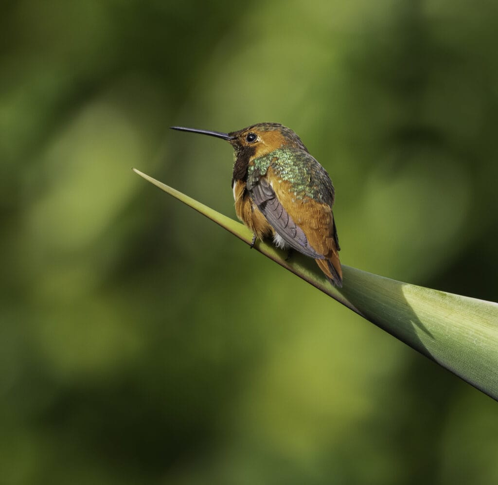 allens hummingbird resting