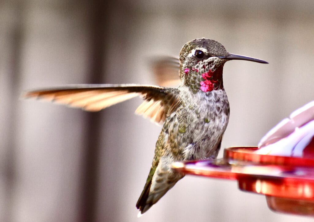 annas hummingbird at feeder