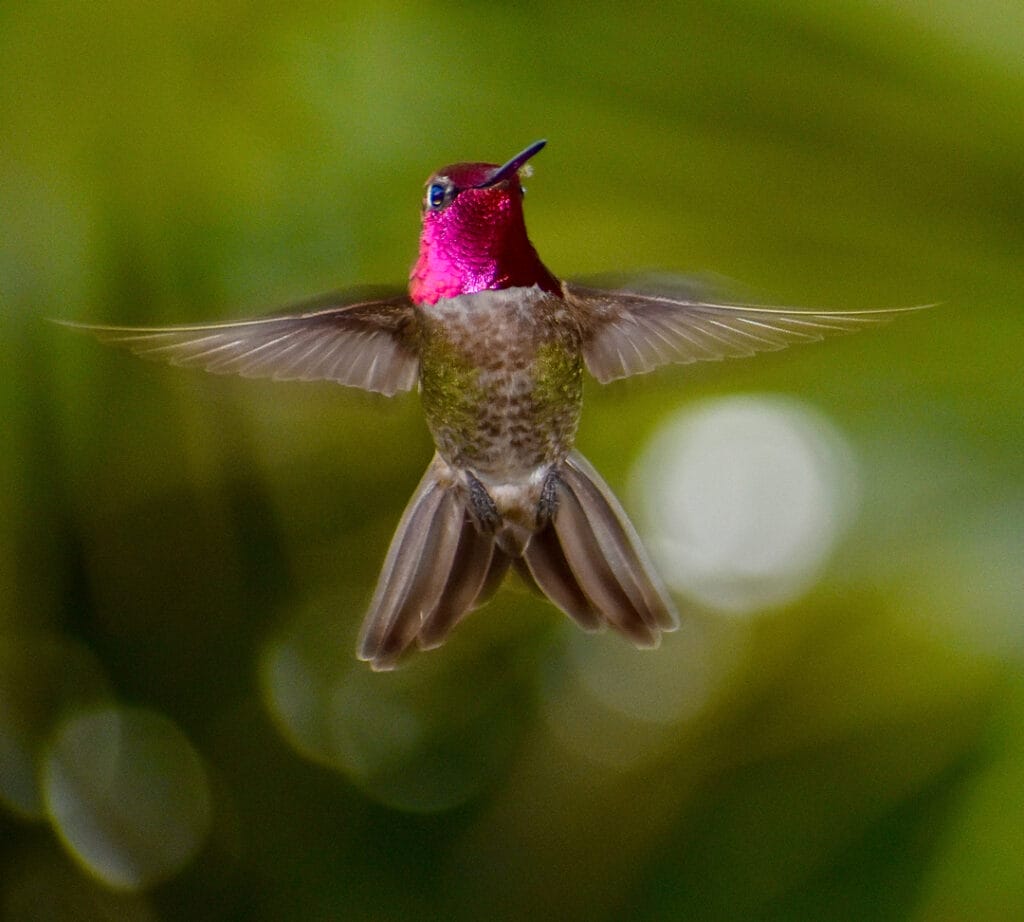 annas hummingbird hovering