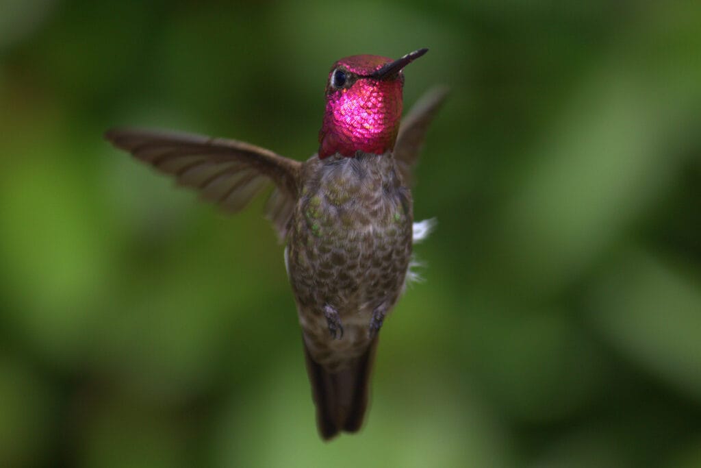 annas hummingbird hovering close