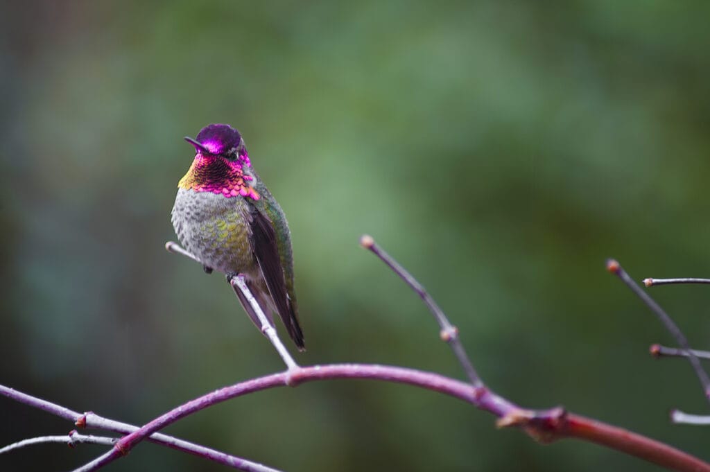 Anna Hummingbird perched on a branch