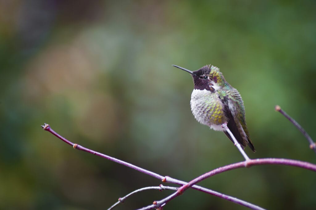 annas hummingbird on branch